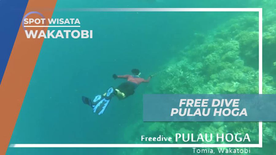 Free Dive Menikmati Keindahan Bawah Laut Pulau Hoga Wakatobi