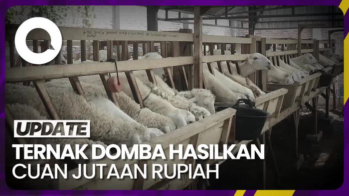 Kisah Pemuda Asal Kudus Ternak Domba Raup Cuan Jutaan Rupiah
