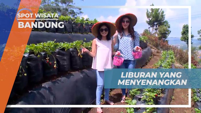 Pengalaman Seru, Liburan yang Menyenangkan di Kebun Strawberry, Bandung