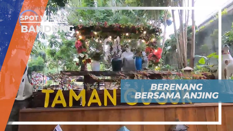 Pengalaman Seru, Berenang Bareng Anjing yang Lucu, Bandung