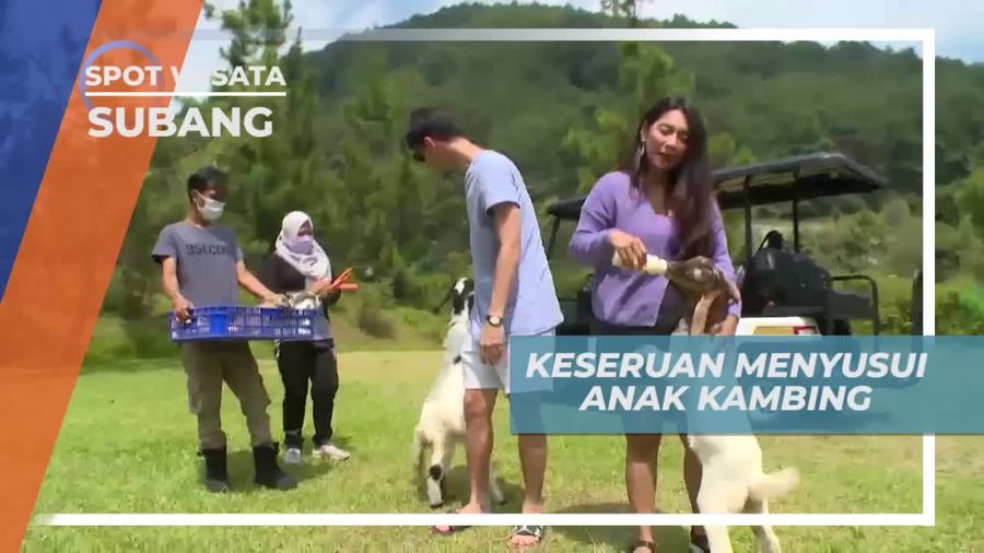 Momen Seru Memberi Susu Kepada Anak Kambing, Subang