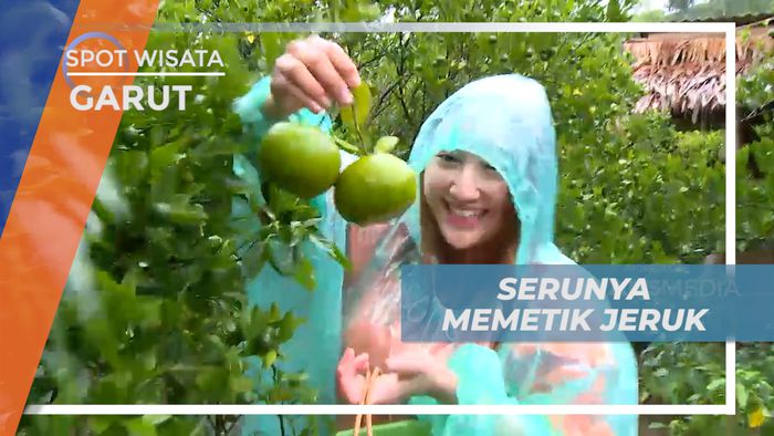 Senangnya Berburu Buah Jeruk Langsung dari Kebunnya, Garut