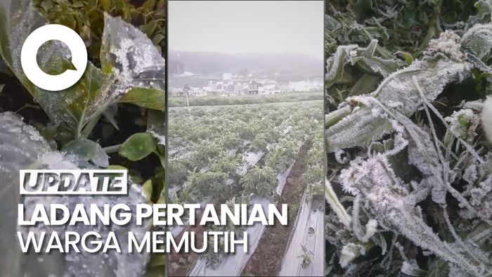 Penampakan Embun Es di Dieng, Suhu Mencapai Minus 3,61 Derajat