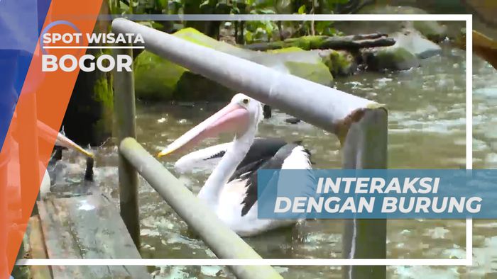 Sensasi Memberi Makan Burung Pelikan Secara Langsung, Bogor