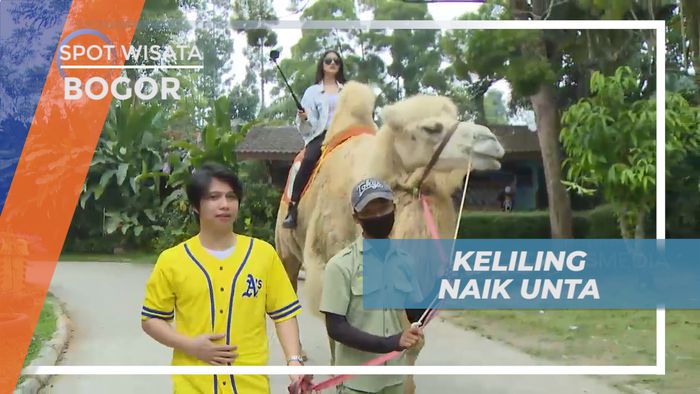 Naik Unta Berkeliling Kawasan Wisata Bogor