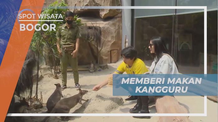 Memberi Makan Kanguru di Royal Safari Garden Bogor