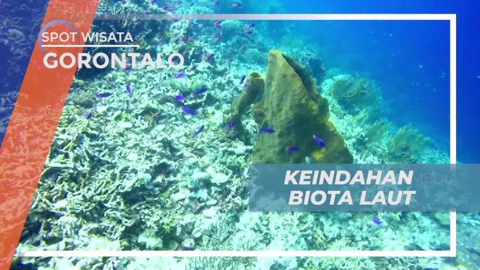 Menikmati Keindahan Bawah Laut Pulau Bitila Dengan Aneka Biota Lautnya, Gorontalo