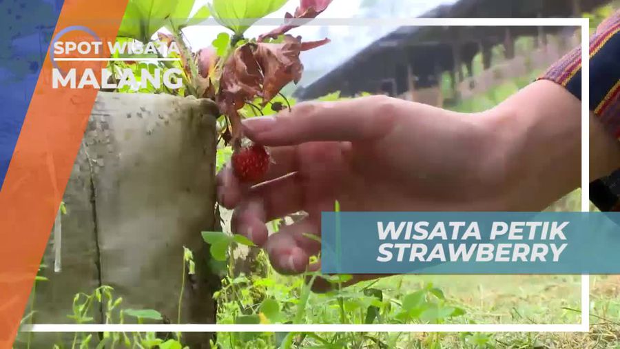 Berkunjung ke Wisata Petik Strawberry Kota Malang