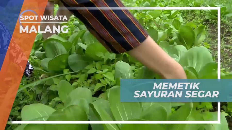 Memetik Sayuran Segar Langsung Dari Kebun, Kota Malang