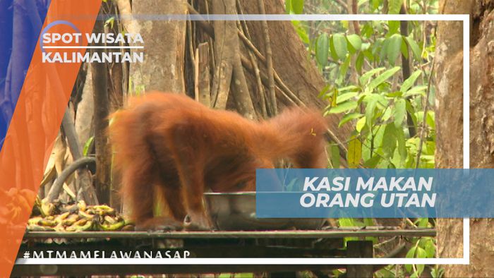 Memberi Makan Orang Utan di Taman Nasional Tanjung Puting, Kalimantan Tengah