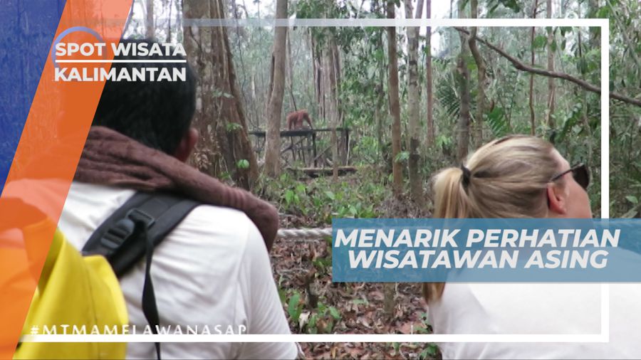 Melihat Aktivitas Orang Utan di Taman Nasional Tanjung Puting, Kalimantan Tengah