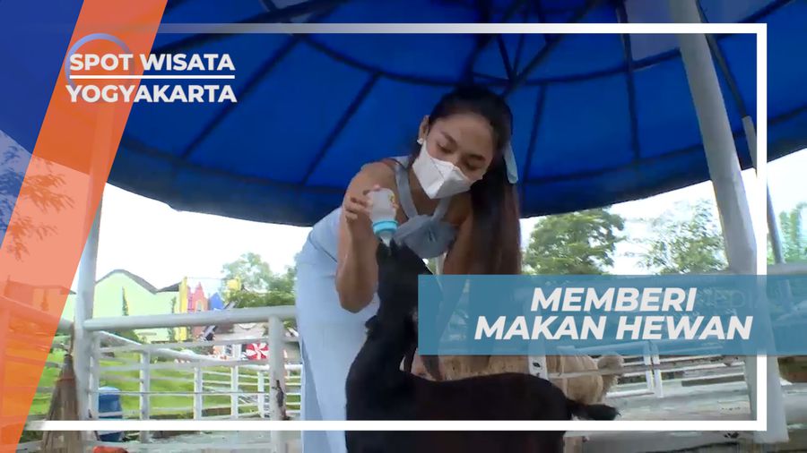 Senangnya Memberi Makan Domba-domba di Taman Satwa, Yogyakarta