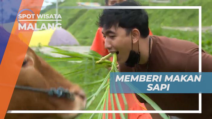 Serunya Memberi Makan Sapi di Taman Agrowisata, Malang