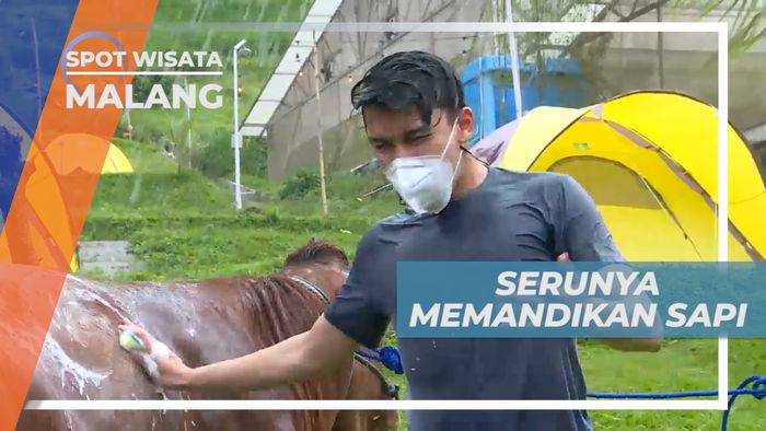 Pengalaman Seru Memandikan Sapi di Taman Agrowisata, Malang