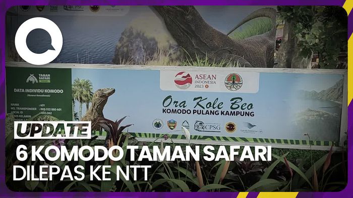 Taman Safari Indonesia Lepas 6 Komodo Hasil Penangkaran ke Alam
