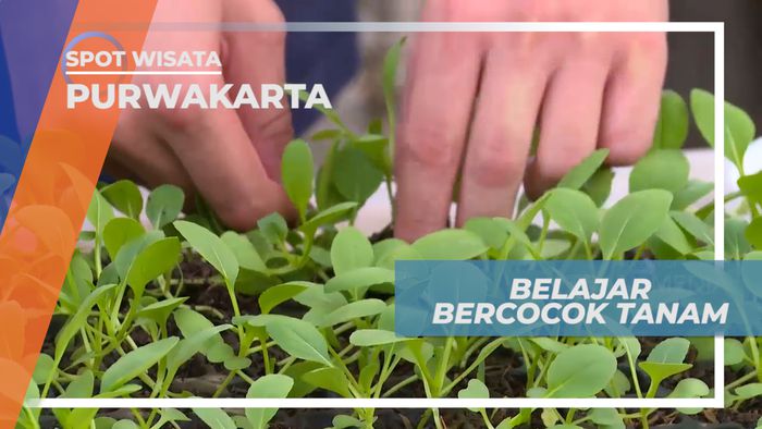 Mengenal Cara Bercocok Tanam di Urban Farming Center Purwakarta