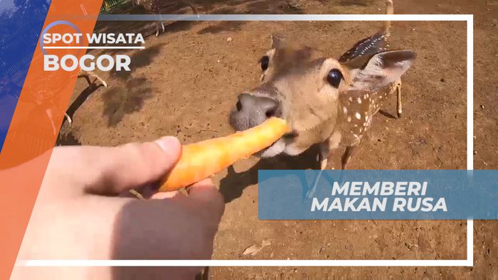 Senangnya Memberi Makan Rusa di Taman Wisata Satawa, Bogor
