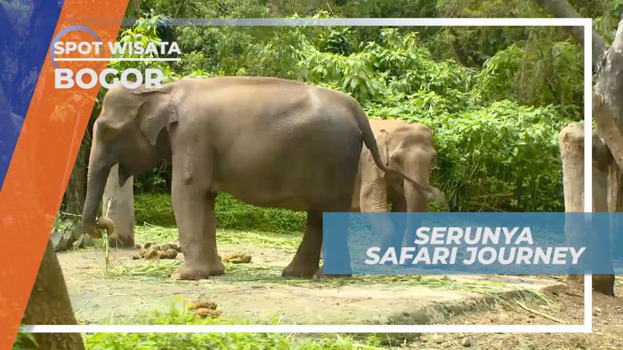 Safari journey, Serunya Melihat Beragam Satwa Dari Jarak yang Supe Dekat, Bogor