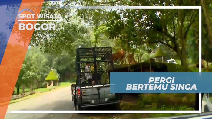 Pengalaman Seru, Berinteraksi Dengan Si Raja Hutan, Bogor