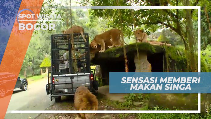 Sensasi Menegangkan, Memberi Makan Singa Secara Langsung, Bogor
