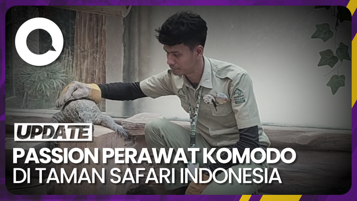 Cerita Totalitas Perawat Komodo di Taman Safari Indonesia, Pernah Digigit?