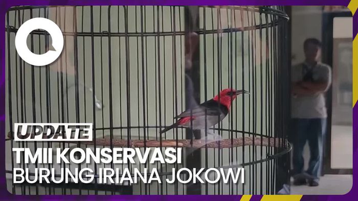 Kenalan dengan Spesies Baru Burung Iriana Jokowi di TMII
