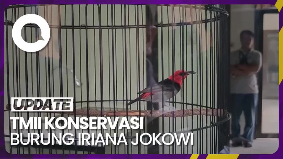 Kenalan dengan Spesies Baru Burung Iriana Jokowi di TMII
