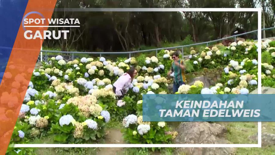Menikmati Keindahan Panorama Alam Taman Edelweis Garut