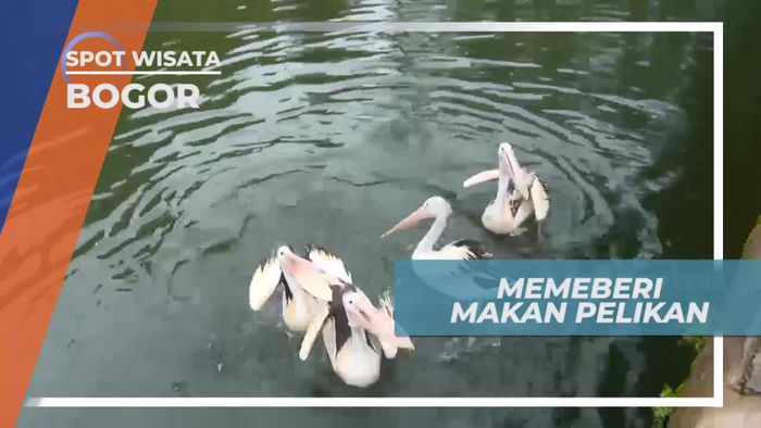 Pengalaman Seru Memberi Makan Burung Pelikan, Bogor