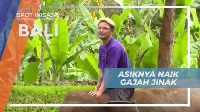 Mencoba Menunggangi Gajah, Satwa Besar yang Bersahabat Dengan Manusia, Bali