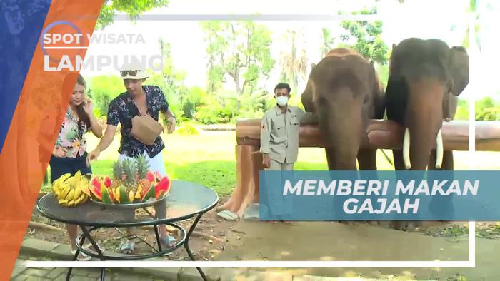 Memberi Makan Gajah Dengan Menu Buah-buahan, Lampung 