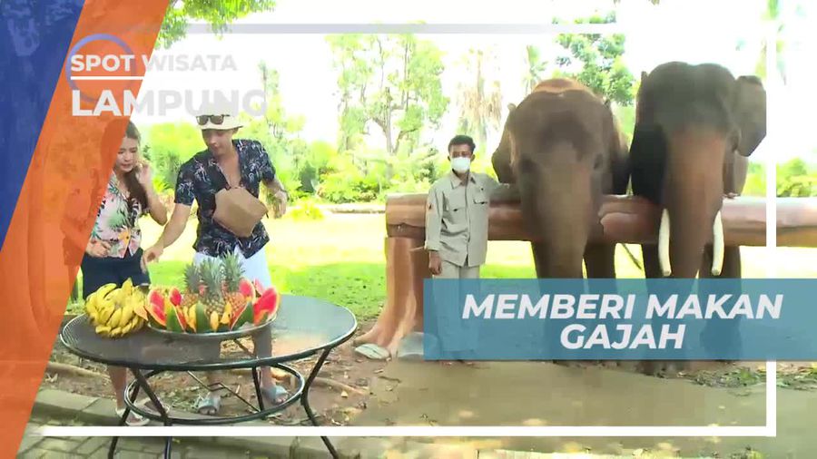 Memberi Makan Gajah Dengan Menu Buah-buahan, Lampung 