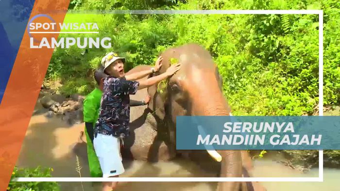 Momen Seru Memandikan Gajah di Lampung
