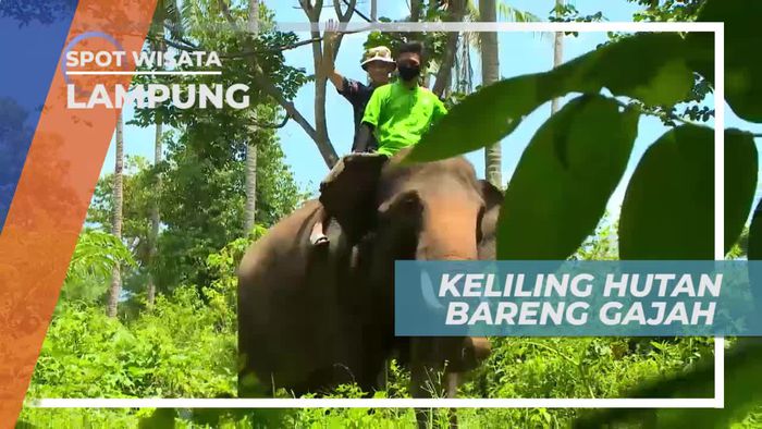 Naik Gajah Menyusuri Hutan Lampung
