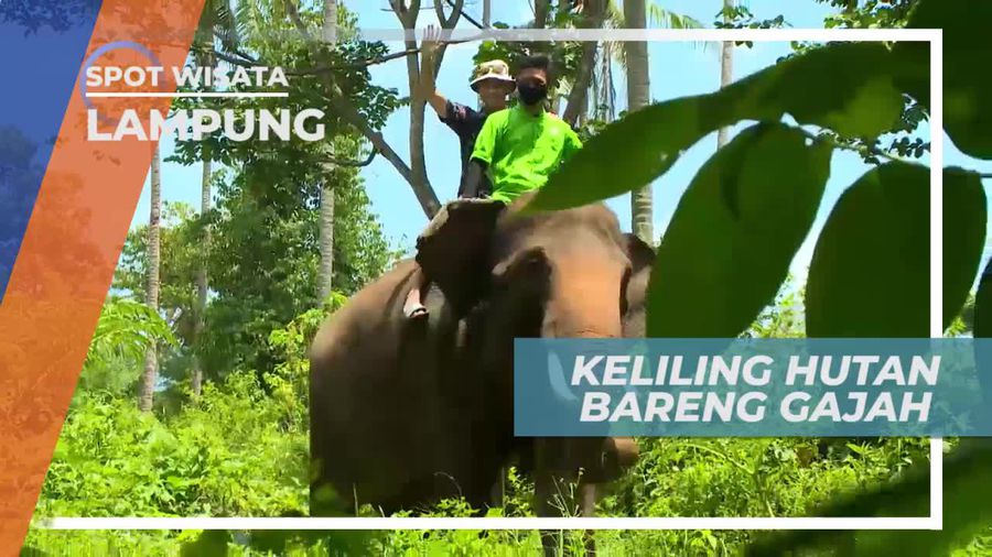 Naik Gajah Menyusuri Hutan Lampung