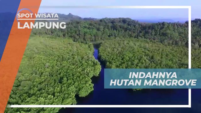 Mendayung Kayak Menyusuri Hutan Mangrove Pahawang Lampung