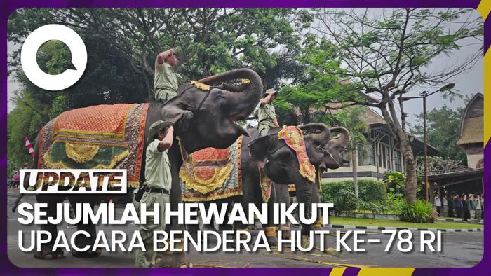 Momen Unik Gajah Bali Safari Ikut Hormat Bendera di Upacara HUT ke-78 RI