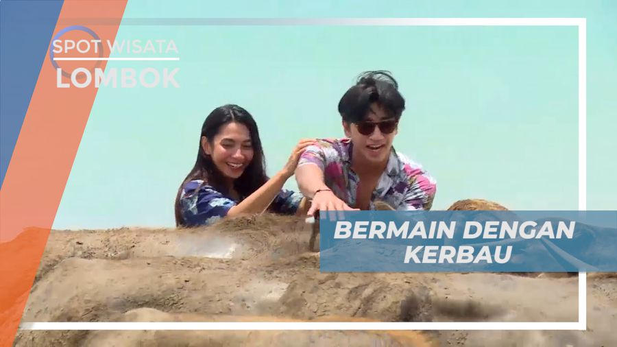 Serunya Berinteraksi dan Bermain Dengan Kerbau di Tepi Pantai, Lombok