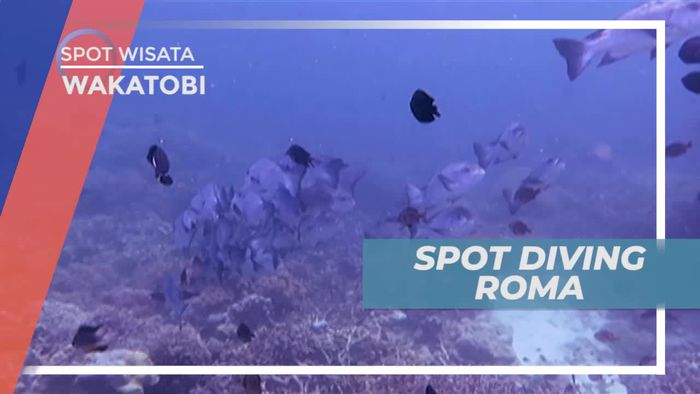 Diving Menikmati Keindahan Bawah Laut Wakatobi