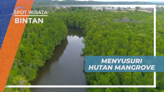 Dayung Perahu Menyusuri Keindahan Hutan Magrove yang Mempesona, Bintan