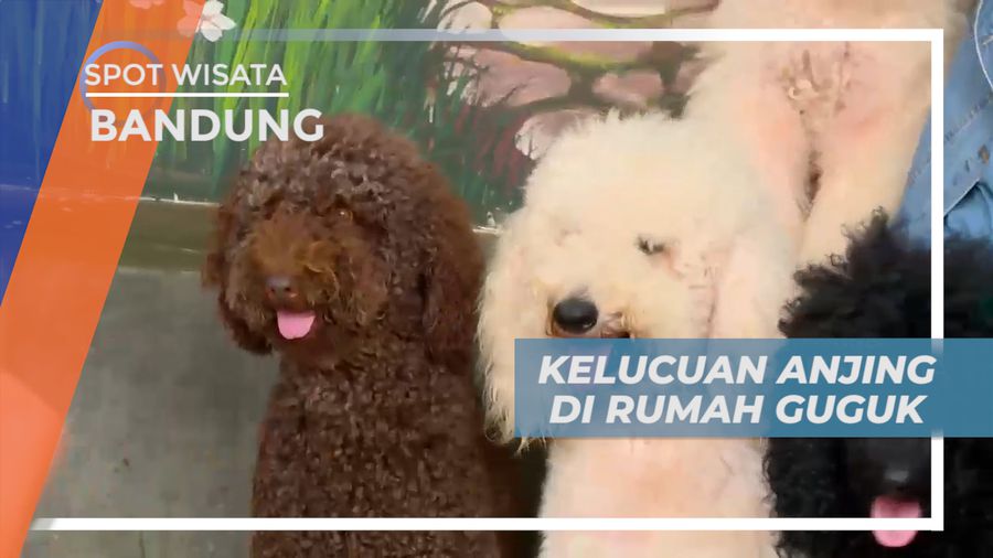 Senangnya Berinteraksi Dengan Berbagai Jenis Anjing Lucu dan Menggemaskan, Bandung