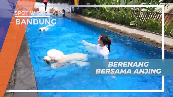 Berbagi Kesegaran, Berenang Seru Bersama Anjing yang Lucu, Bandung