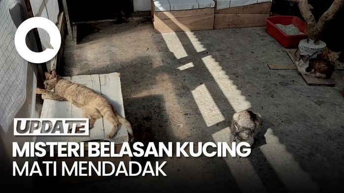 Heboh Kematian Massal Kucing di Ciamis Diduga Karena Virus Ini