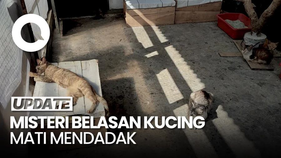 Heboh Kematian Massal Kucing di Ciamis Diduga Karena Virus Ini