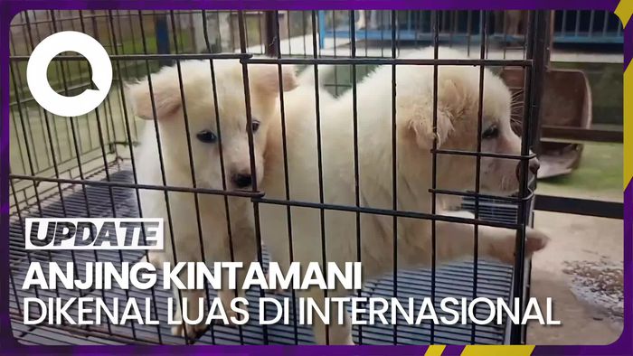 Yuk Kenal Lebih Dekat Anjing Kintamani yang Friendly