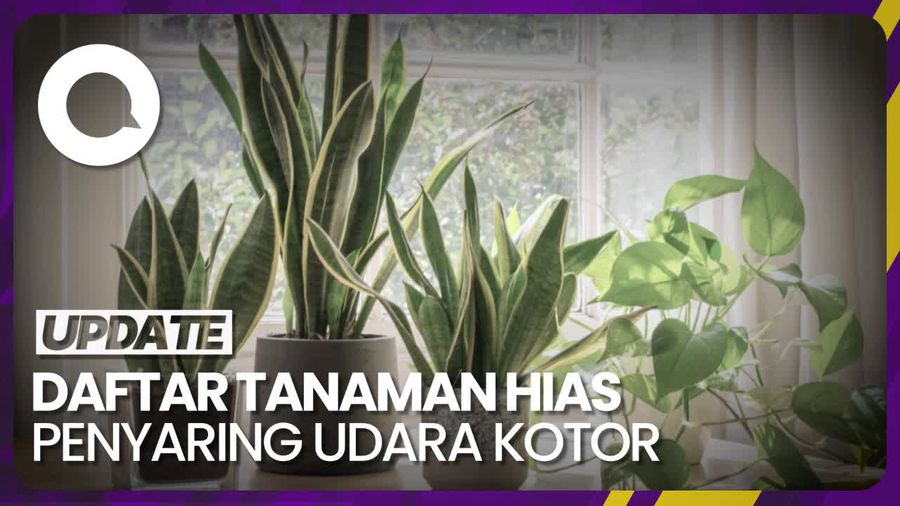 Tanaman Hias Bisa Bantu Saring Udara Kotor Dalam Ruangan