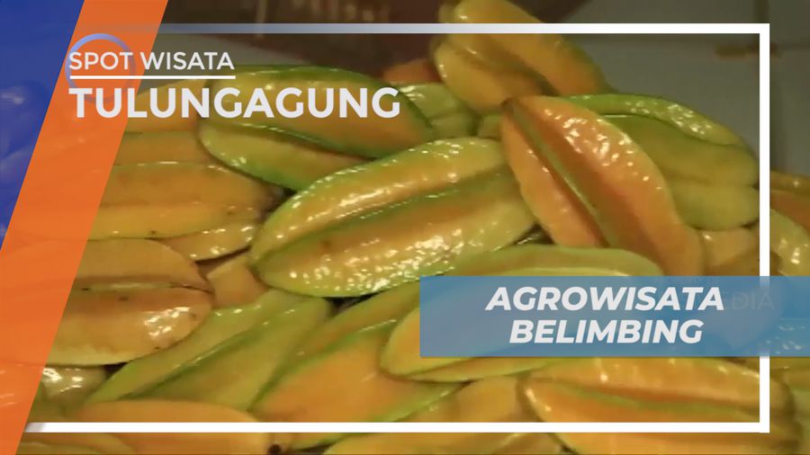 Mengunjungi Taman Wisata Petik Buah Belimbing Langsung dari Pohonnya, Tulungagung