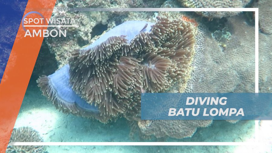 Menyelami Indahnya Surga Bawah Laut Pulau Batu Lompa yang Memukau, Ambon
