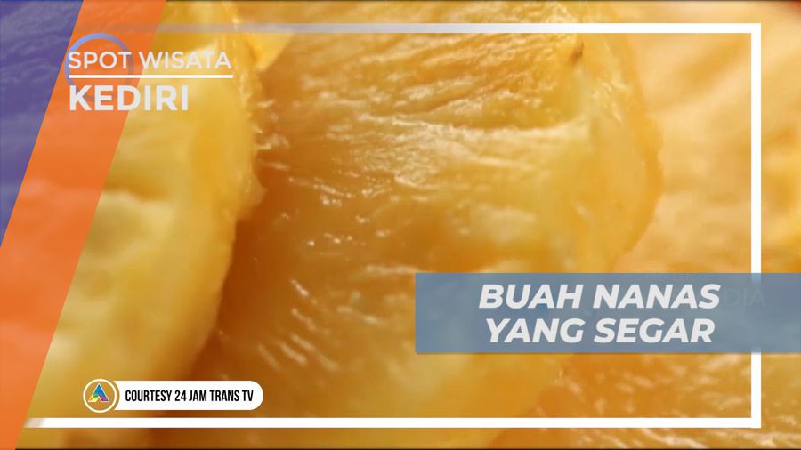 Senangnya Memetik & Menikmati Makan Buah Nanas Langsung di Kebunnya, Kediri