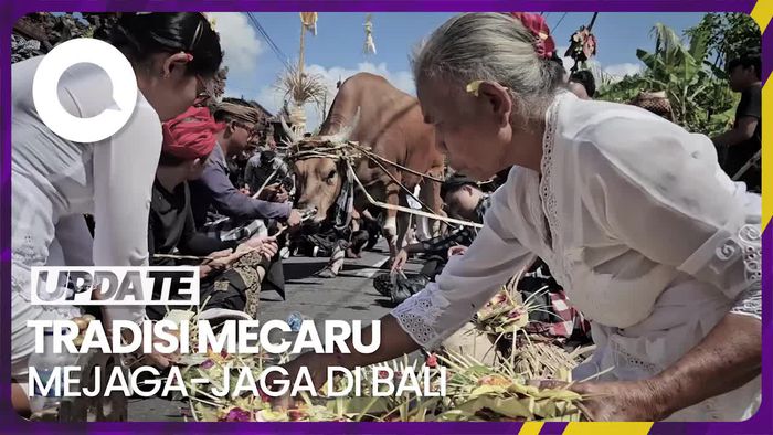 Mengenal Tradisi Mecaru Mejaga-jaga: Arak Sapi Keliling Desa